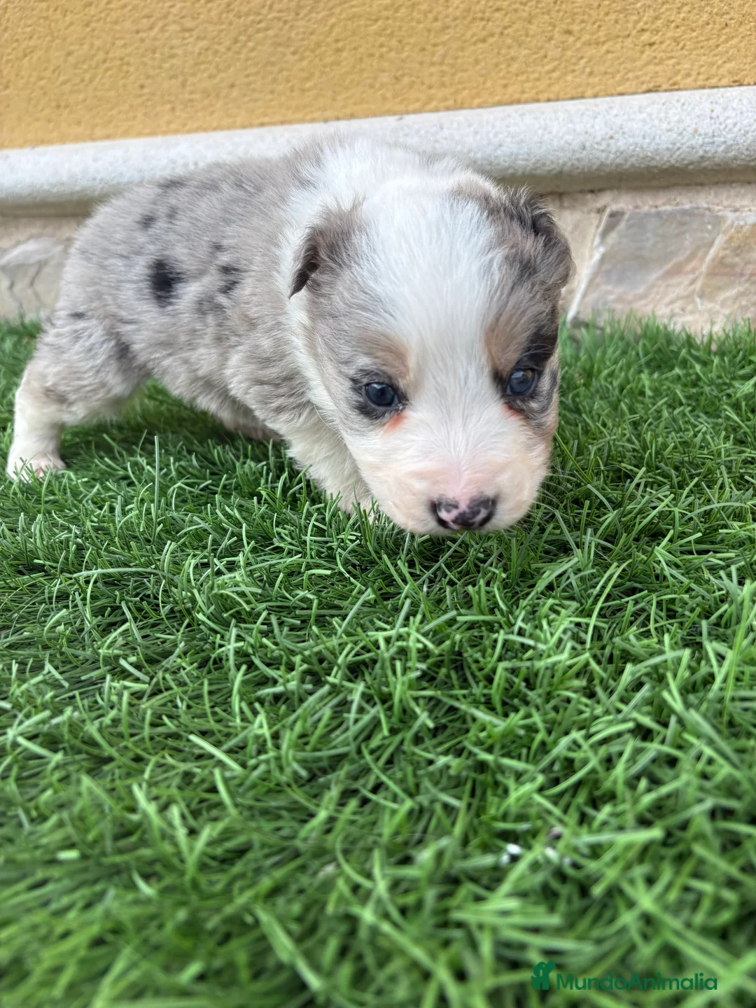 Border Collie perros en venta: Border Collie macho Merle precioso - Anuncio 5