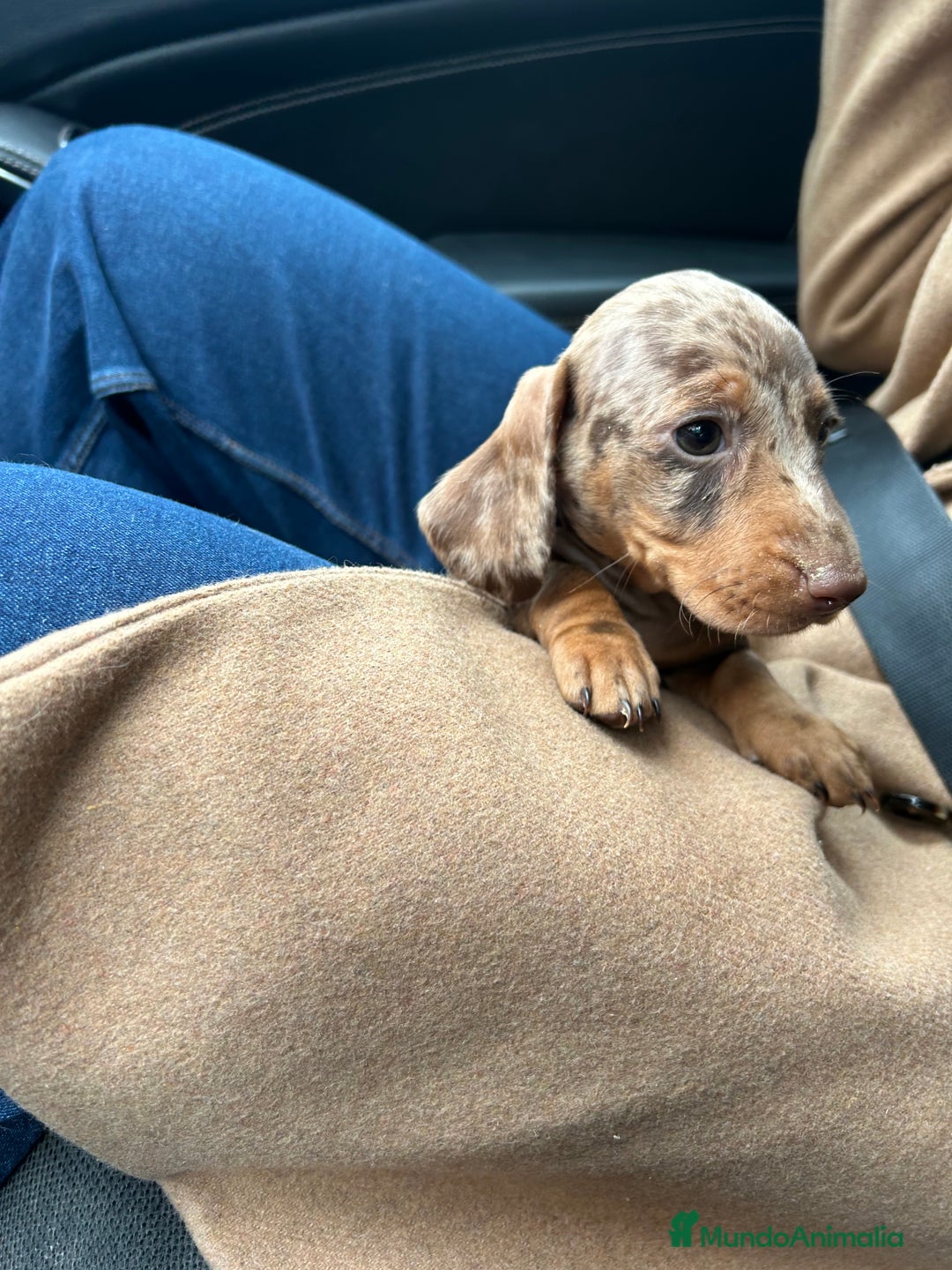 Teckel Miniatura perros en venta: teckel arlequin chocolate - Imagen 4