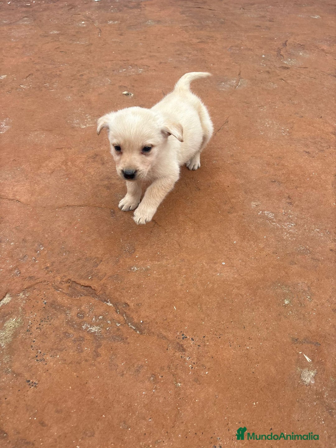 Labrador Retriever perros en venta: Labrador retriever  - Anuncio 1