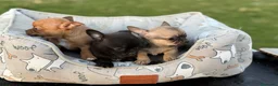 Chihuahua perros en venta: CACHORRITOS CHIHUAHUA - Anuncio 1