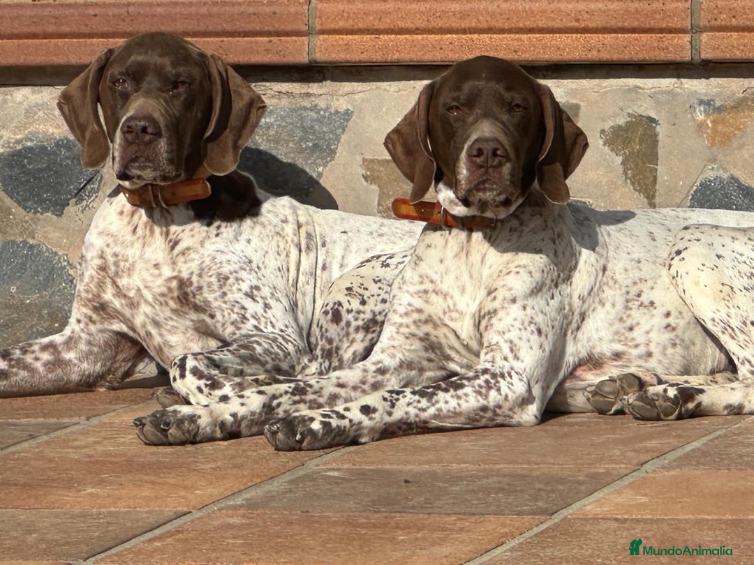 Braco Francés tipo Pirineos Talla Pequeña perros en venta: RESERVA DE CAMADA "E" DE BRACO BRANCÉS - Imagen 7