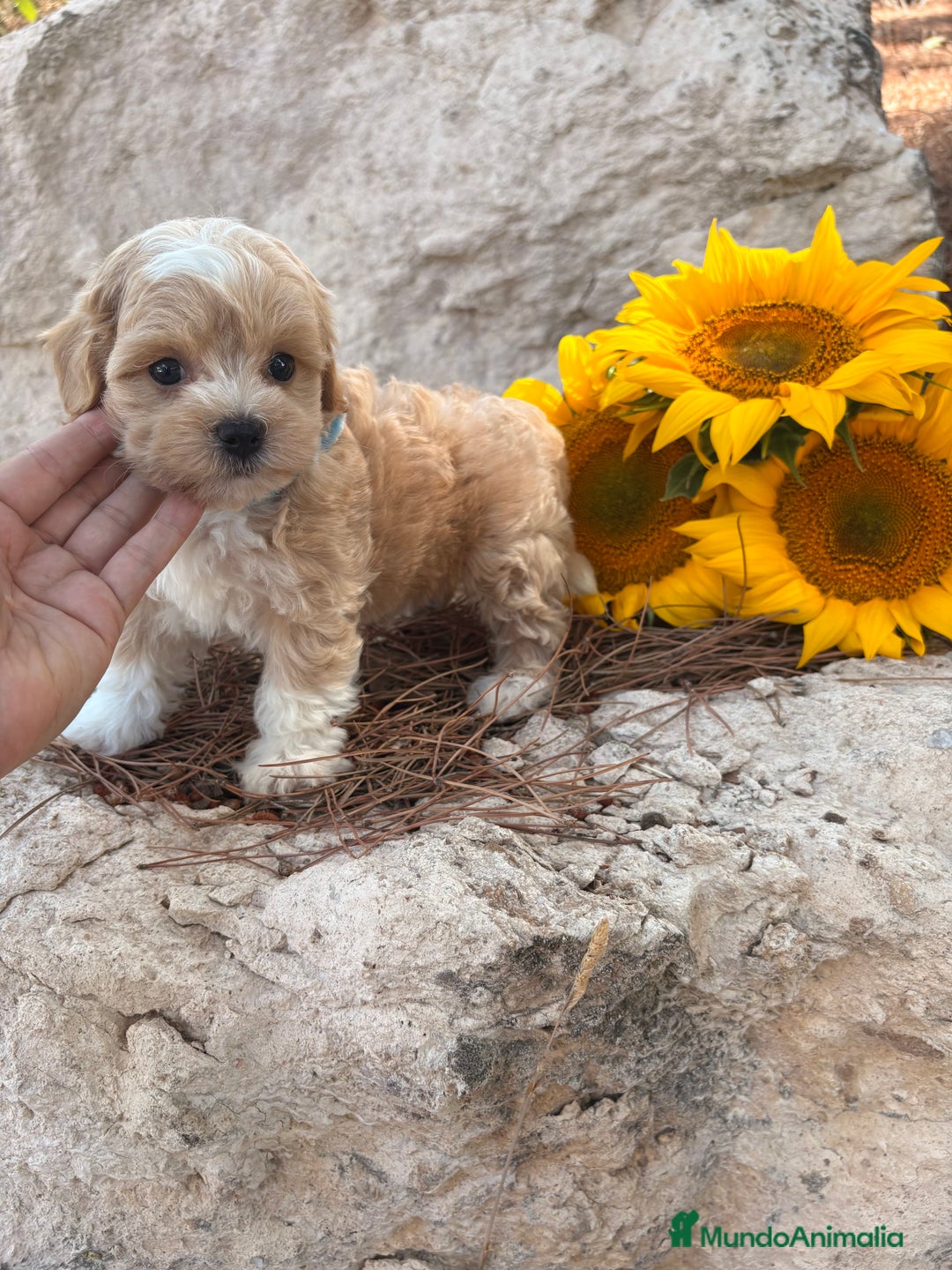 Maltipoo perros en venta: Maltipoo fotos actuales de los cachorros!! - Imagen 7