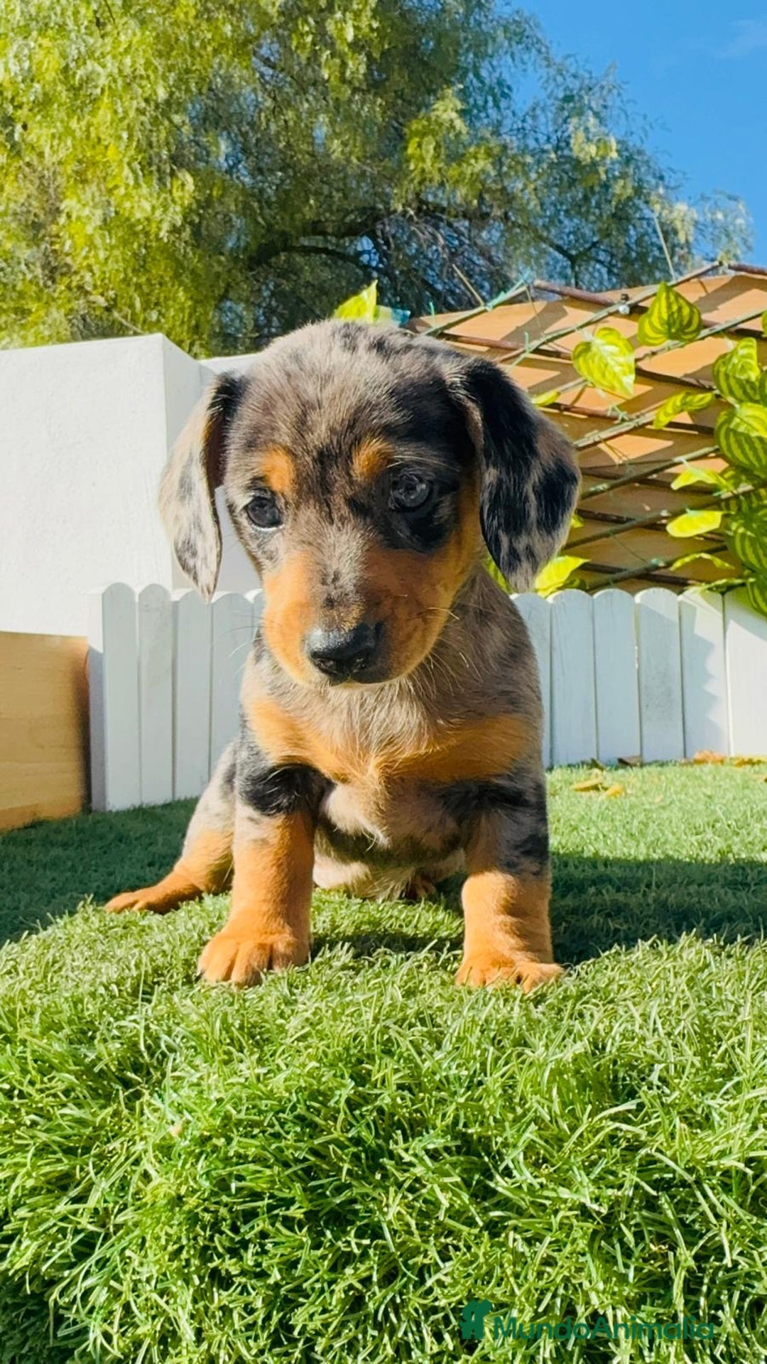 Teckel Miniatura perros en venta: TECKEL ARLEQUIN MINIATURA - Anuncio 5