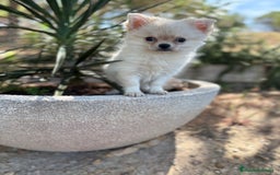 Chihuahua perros en venta: Chihuahua Pelo Largo Disponible  - Imagen 3