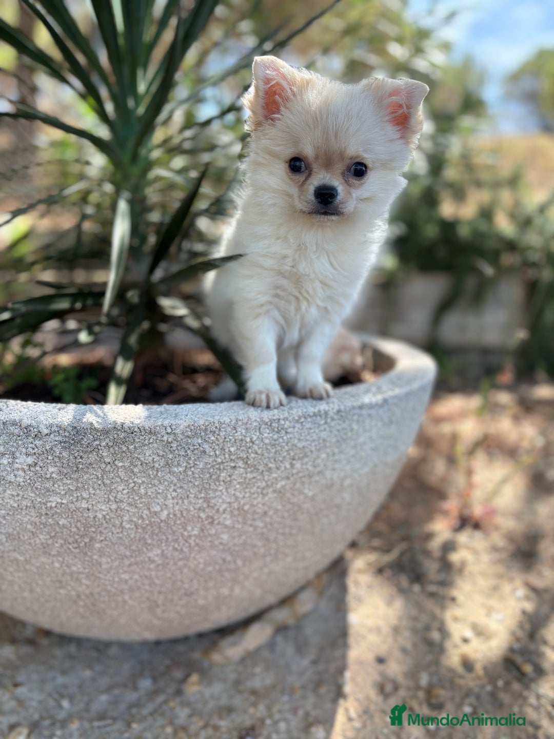 Chihuahua perros en venta: Chihuahua Pelo Largo Disponible  - Imagen 3