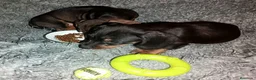 Teckel perros en venta: Teckel en Zaragoza - Anuncio 1