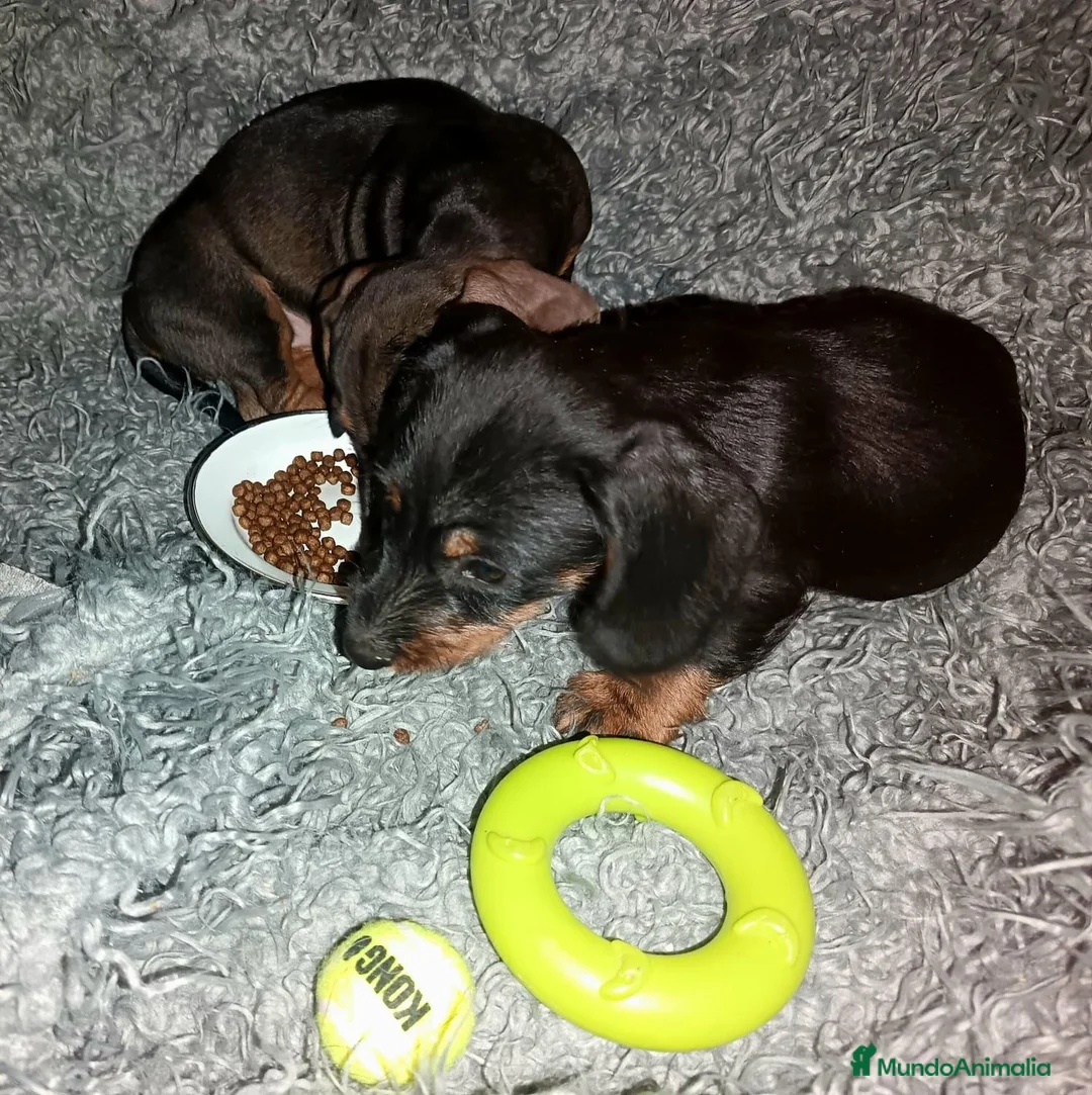 Teckel perros en venta: Teckel en Zaragoza - Anuncio 1