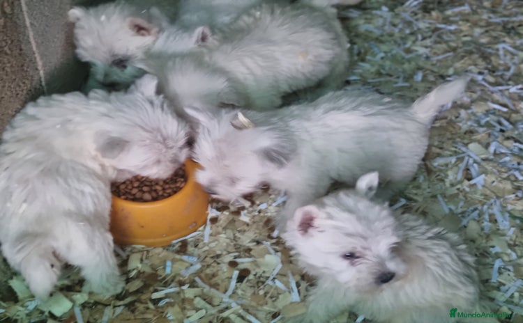 West Highland White Terrier perros en Cáceres - Anuncio 19