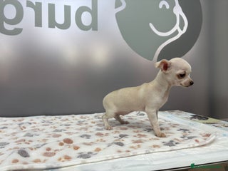 Chihuahua perros Cachorritos Chihuahua disponibles para el 24 de di - Anuncio 6