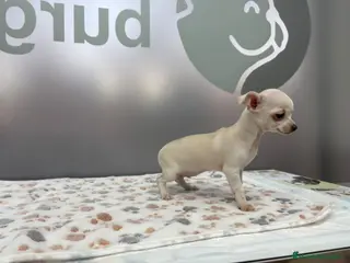 Chihuahua perros Cachorritos Chihuahua disponibles para el 24 de di - Anuncio 24