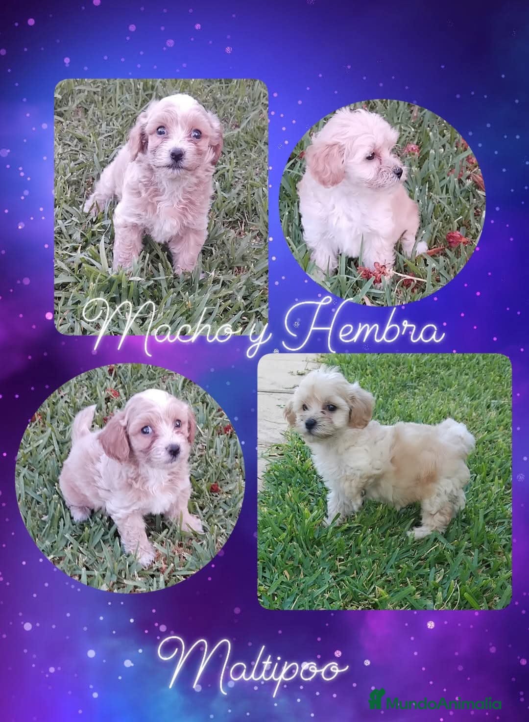 Maltipoo perros Camada maltipoo  - Anuncio 27