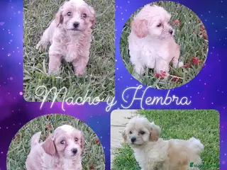 Maltipoo perros Camada maltipoo - Anuncio 3
