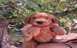 Goldendoodle perros en venta: Goldendoodle  - Imagen 6