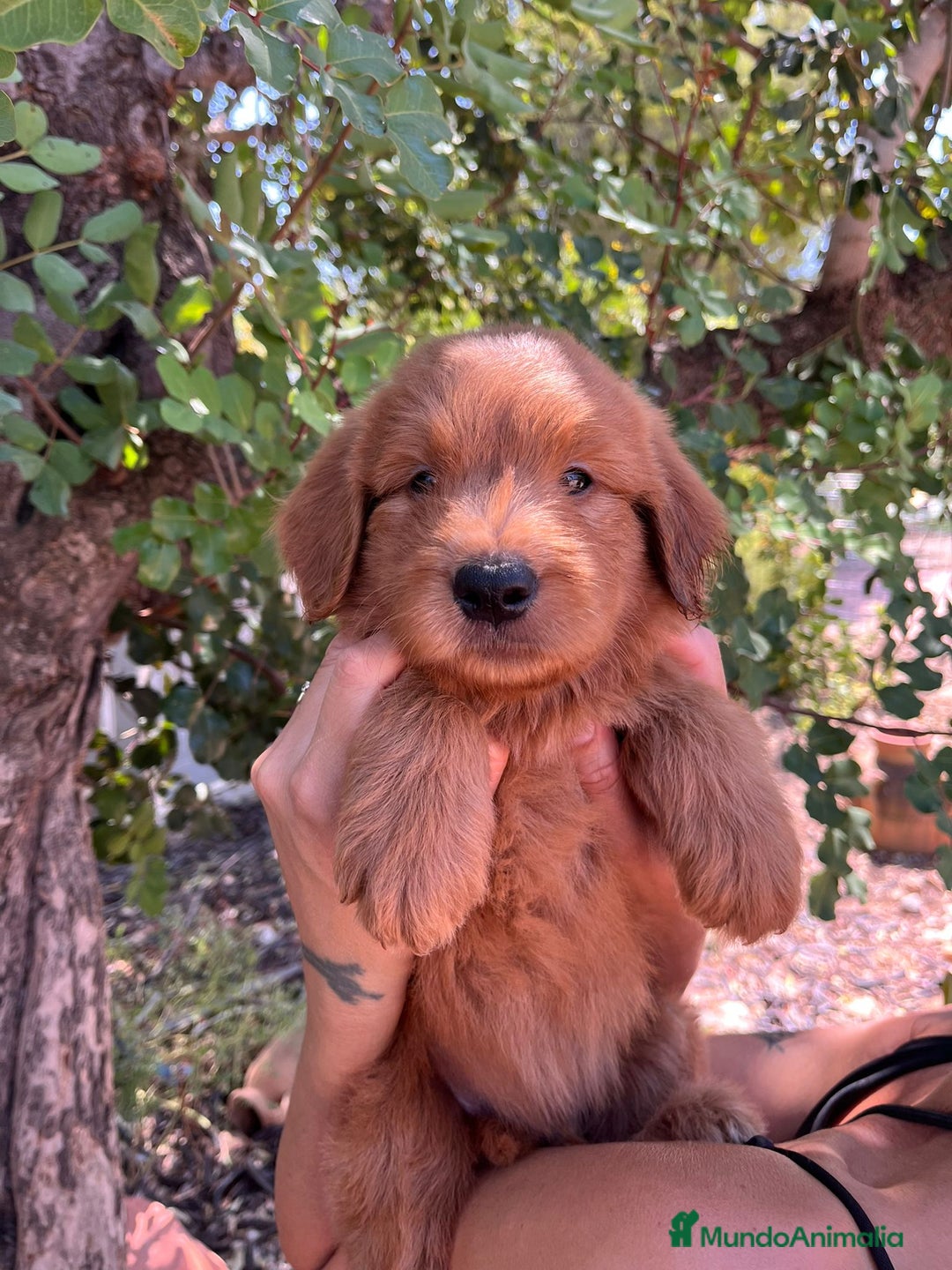 Goldendoodle perros en venta: Goldendoodle  - Imagen 6