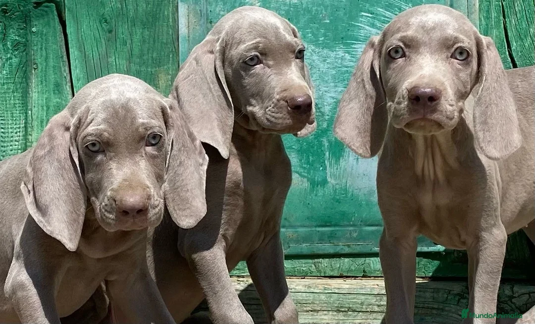 Weimaraner perros en venta: Camada de braco de Weimar  - Anuncio 3