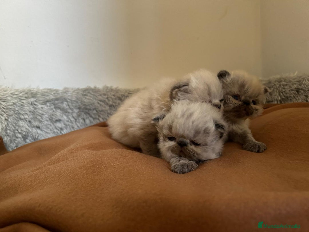 Persa gatos en venta: Persas - Imagen 2