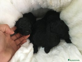 Caniche Toy perros en Madrid - Anuncio 13