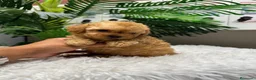 Caniche Toy perros en venta: CANICHE TOY-MUY PEQUEÑITO - Anuncio 13