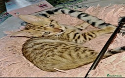 Bengalí gatos en venta: Bengalí impresionante bebes  - Imagen 2