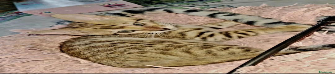 Bengalí Gatito 1