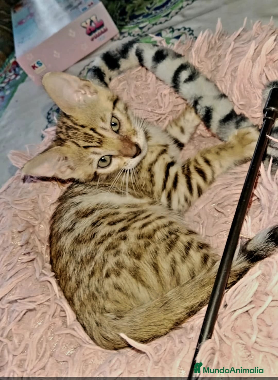 Bengalí gatos en venta: Bengalí impresionante bebes  - Imagen 2