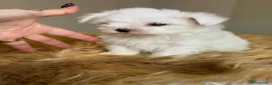 Bichón Maltés Cachorro 1