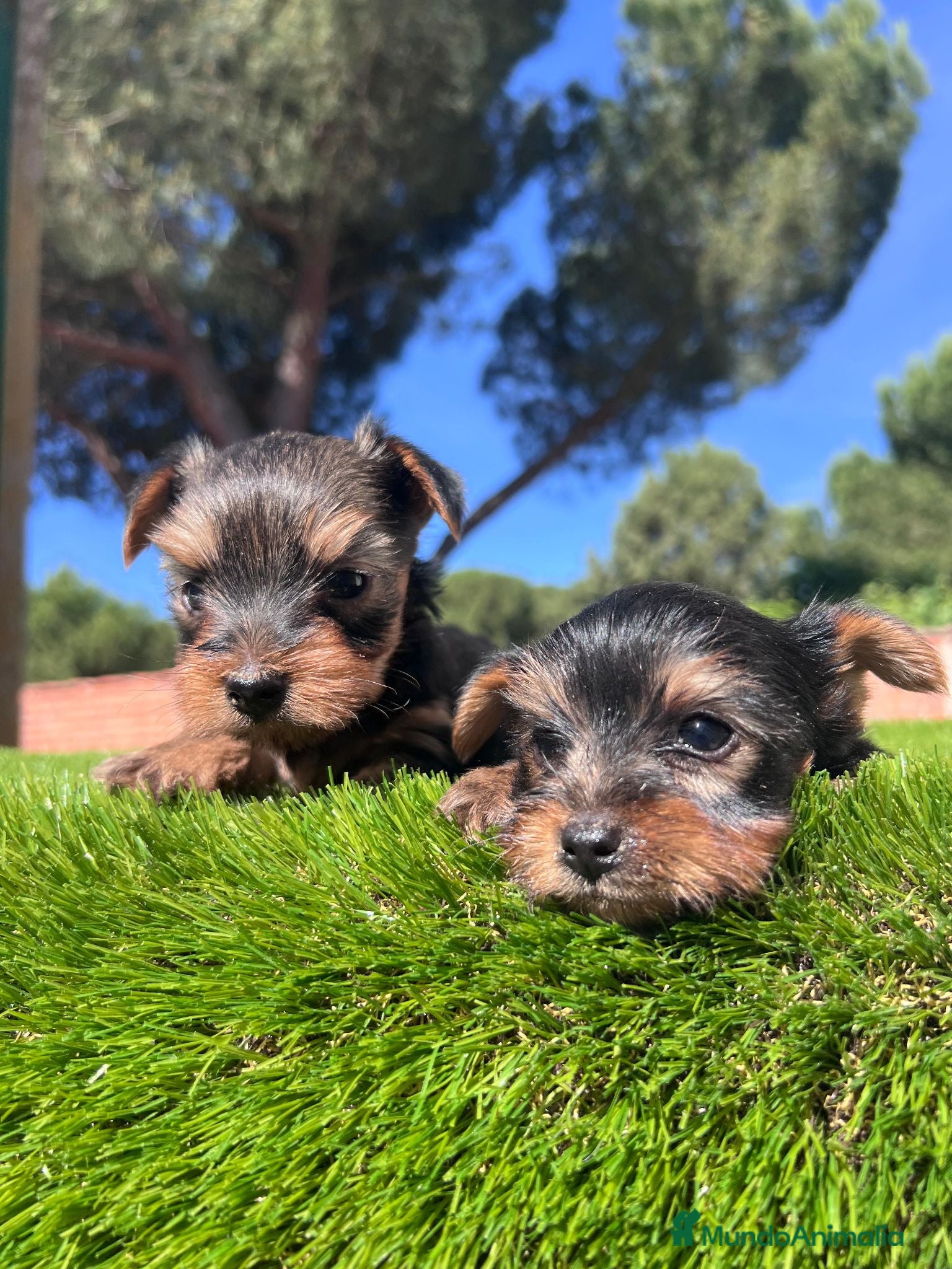 Yorkshire Terrier perros Yorkshire  - Anuncio 2