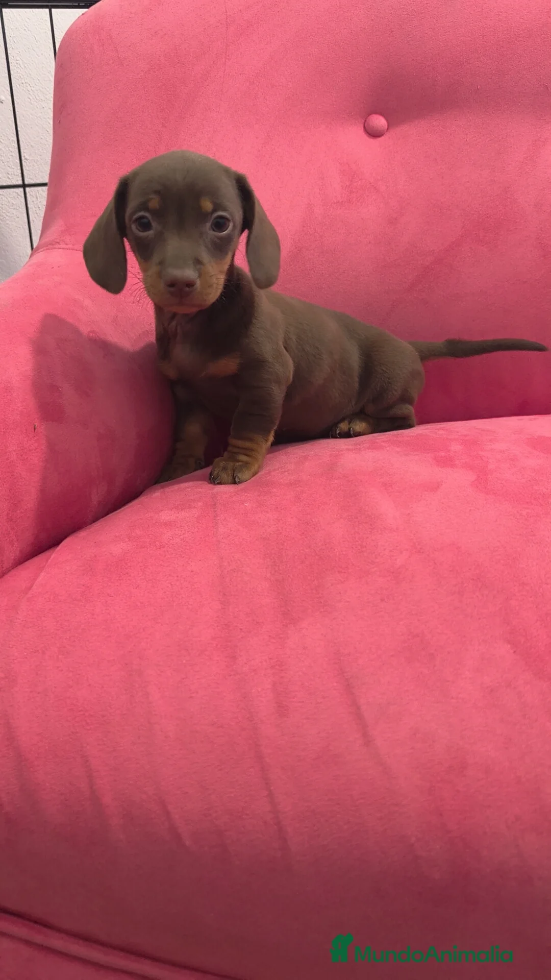 Teckel Miniatura perros en venta: Teckel Chocolate mini ♂️♀️ - Anuncio 3