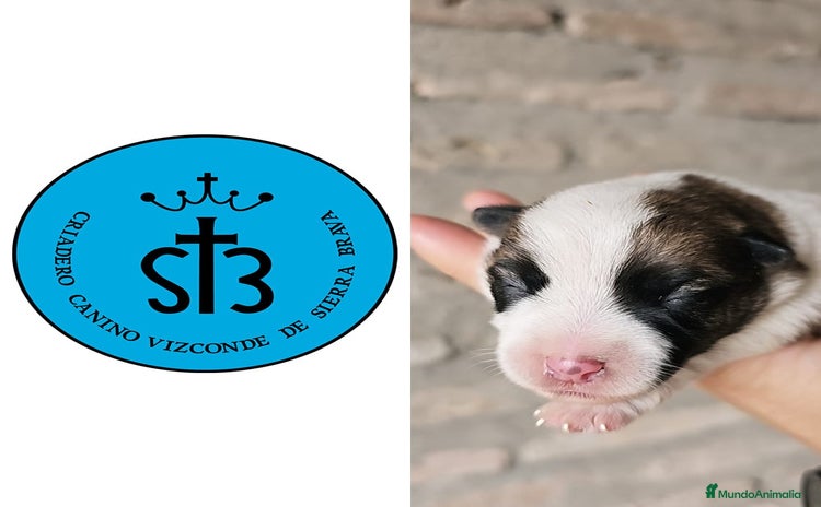 Jack Russell Terrier perros - Propaganda 2
