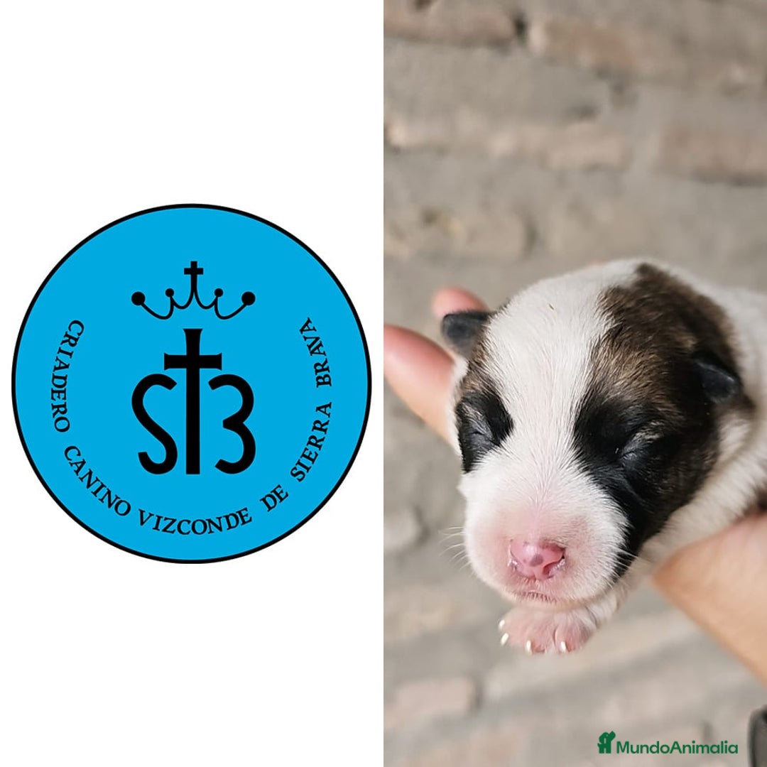 Jack Russell Terrier perros en venta: Jack Russell Terrier de Pelo Broken con Pedigree - Imagen 1