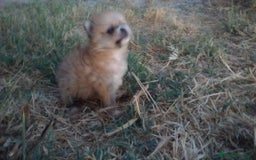 Pomerania perros en venta: Espectaculares cachorros de POMERANIA. en Madrid - Imagen 9