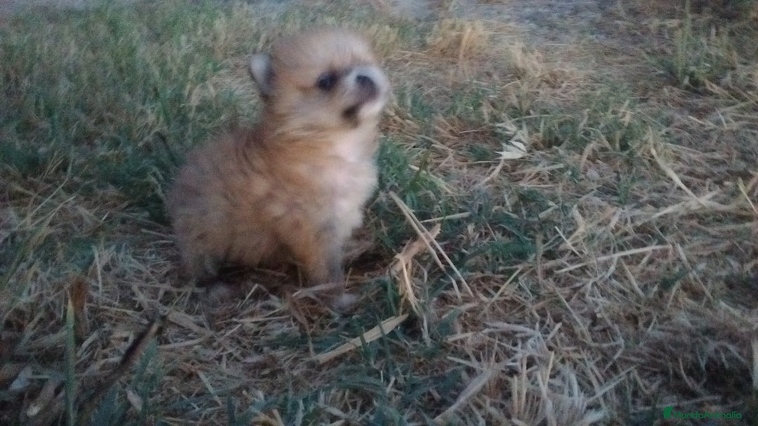 Pomerania perros en venta: Espectaculares cachorros de POMERANIA. en Madrid - Imagen 9