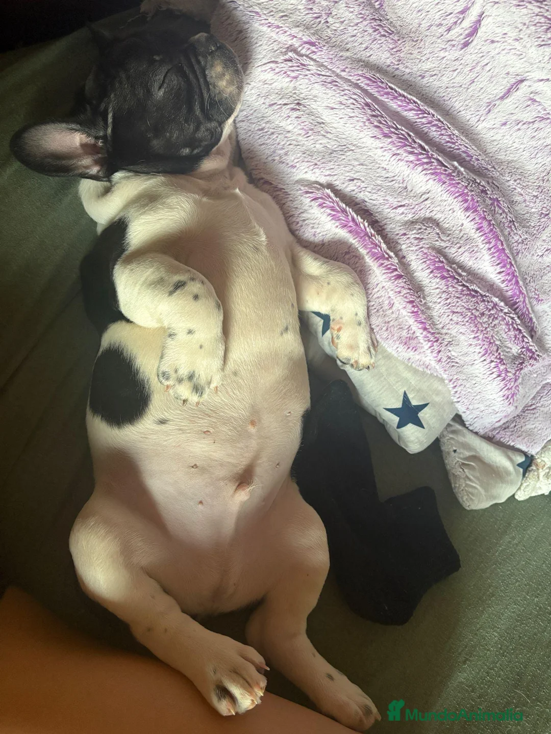 Bulldog Francés perros en venta: Último bulldog francés  - Anuncio 3