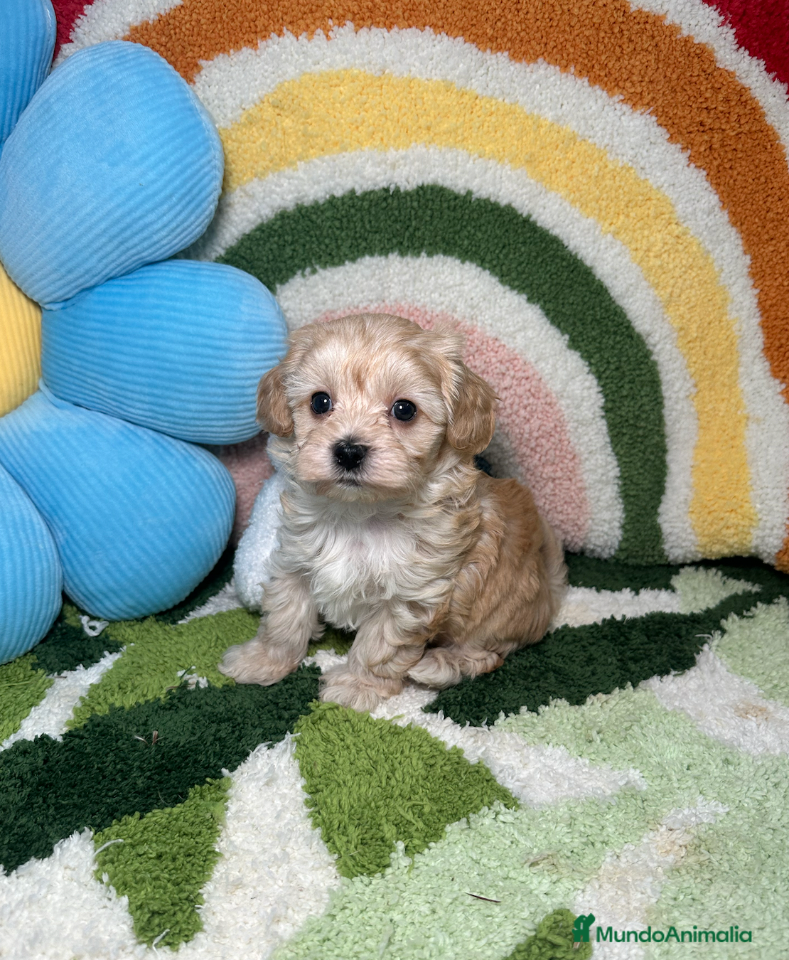 Maltipoo perros Maltipoo Mini Toy - Anuncio 1