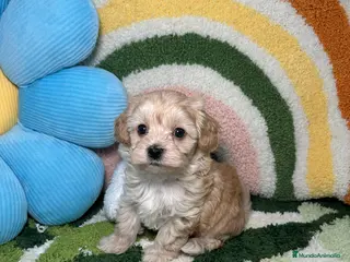 Maltipoo perros Maltipoo Mini Toy - Anuncio 4