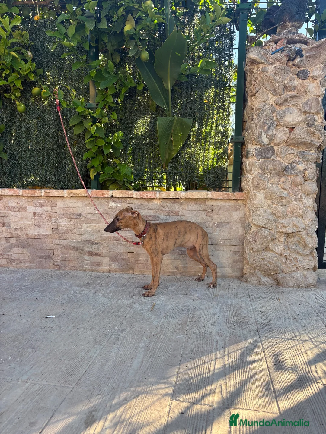 Whippet perros en venta: Preciosos whippet - Anuncio 6