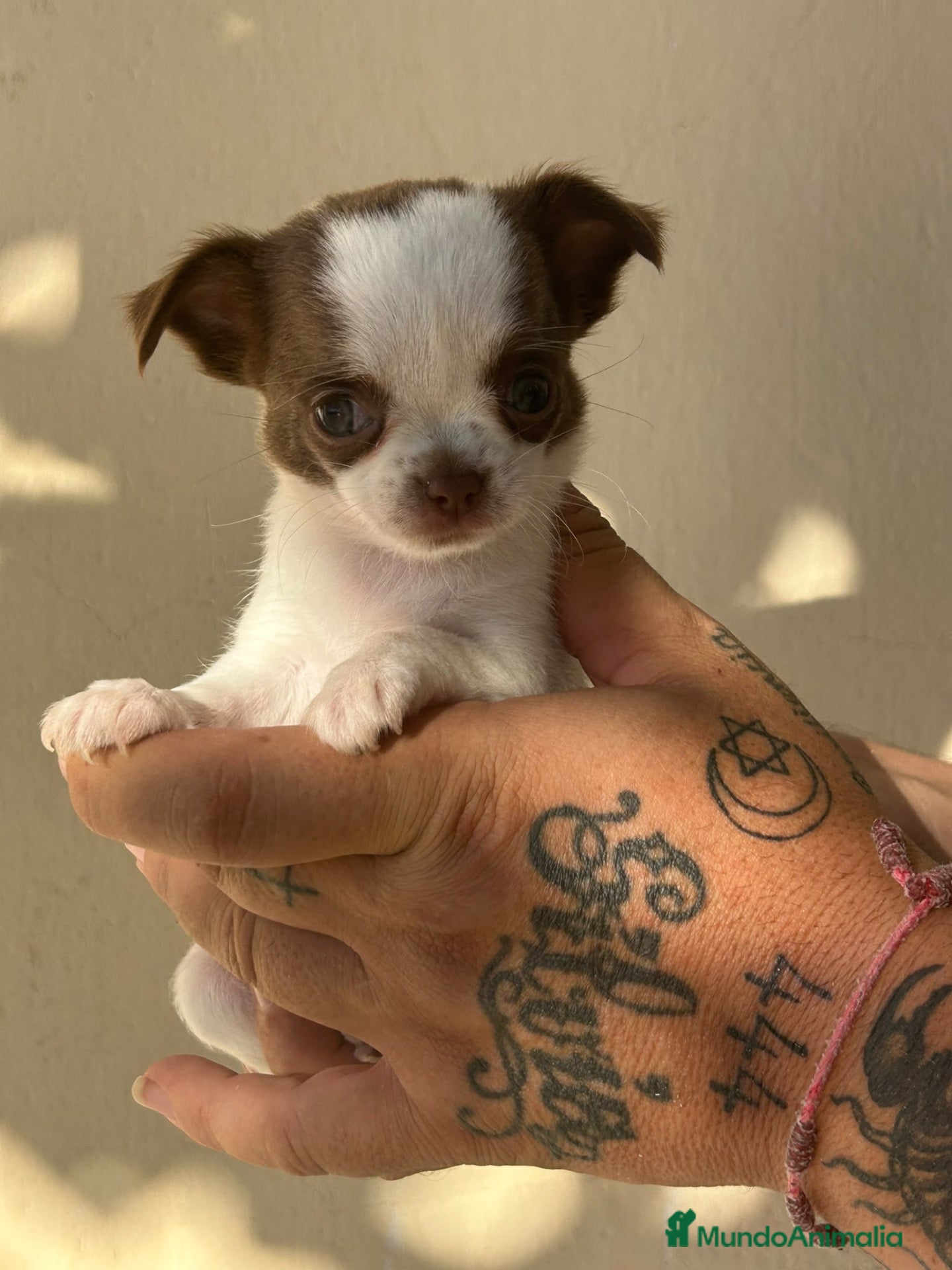 Chihuahua perros Chihuahua  - Anuncio 1
