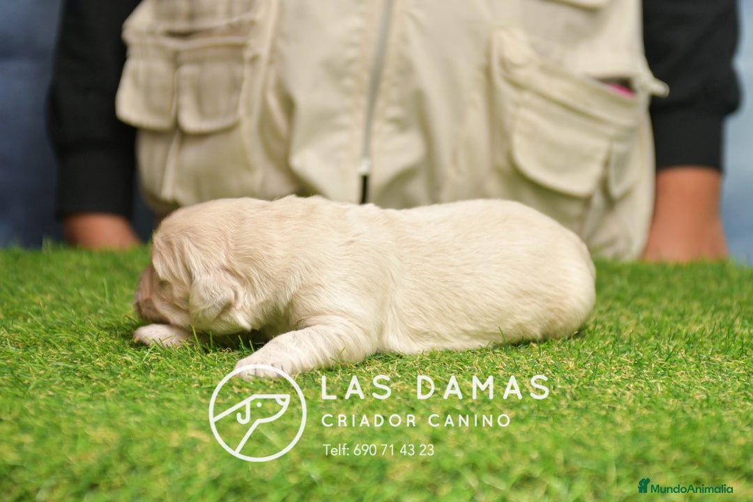 Golden Retriever perros en venta: GOLDEN RETRIEVER DISPONIBLES - Anuncio 5