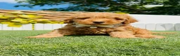 Caniche Toy perros en venta: CANICHE TOY-LISTO PARA ENTREGAR - Anuncio 20