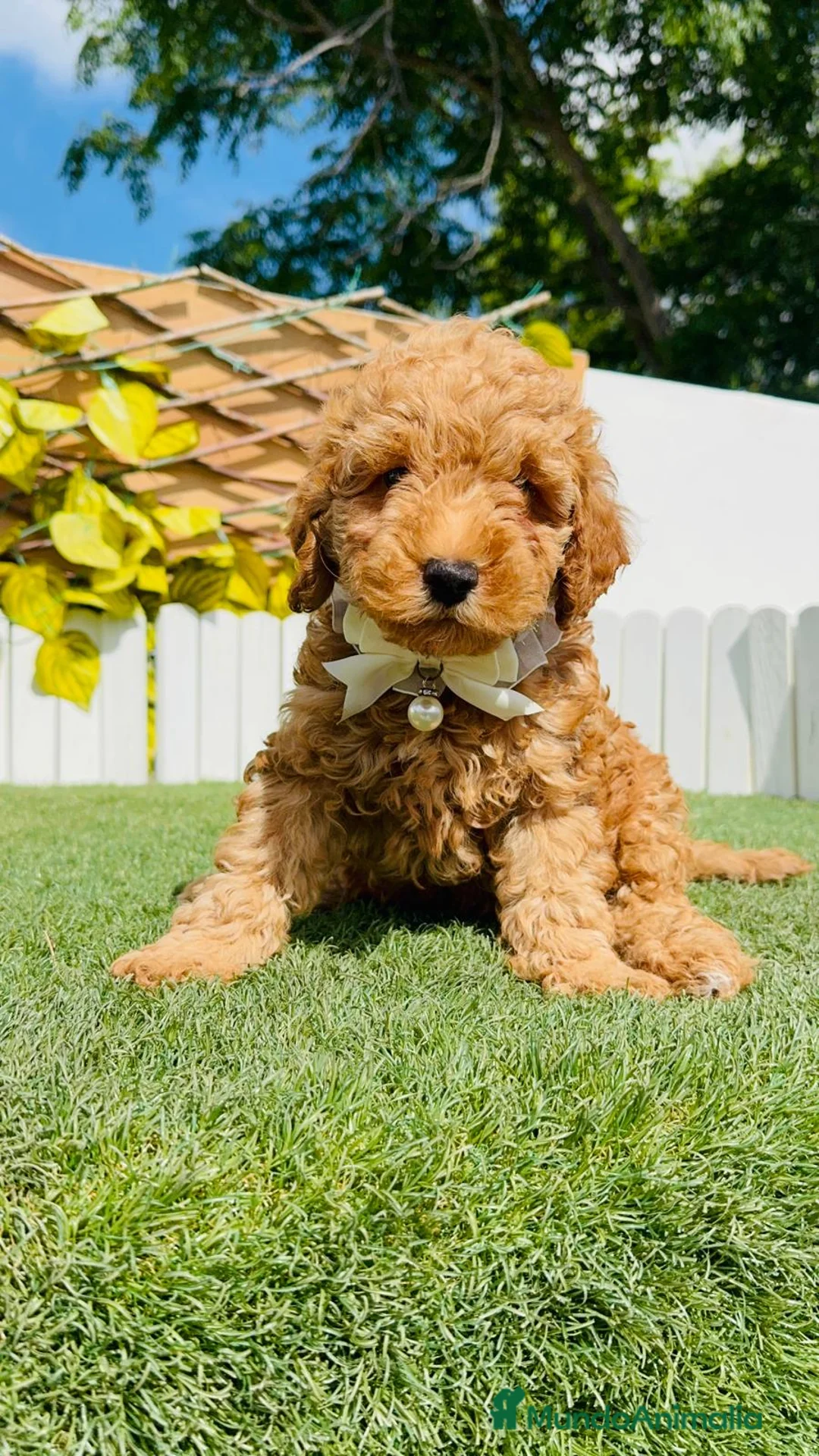 Caniche Toy perros en venta: CANICHE TOY-LISTO PARA ENTREGAR - Anuncio 20