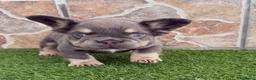 Bulldog Francés perros en venta: Bulldog francés Lilac fluffy - Anuncio 4