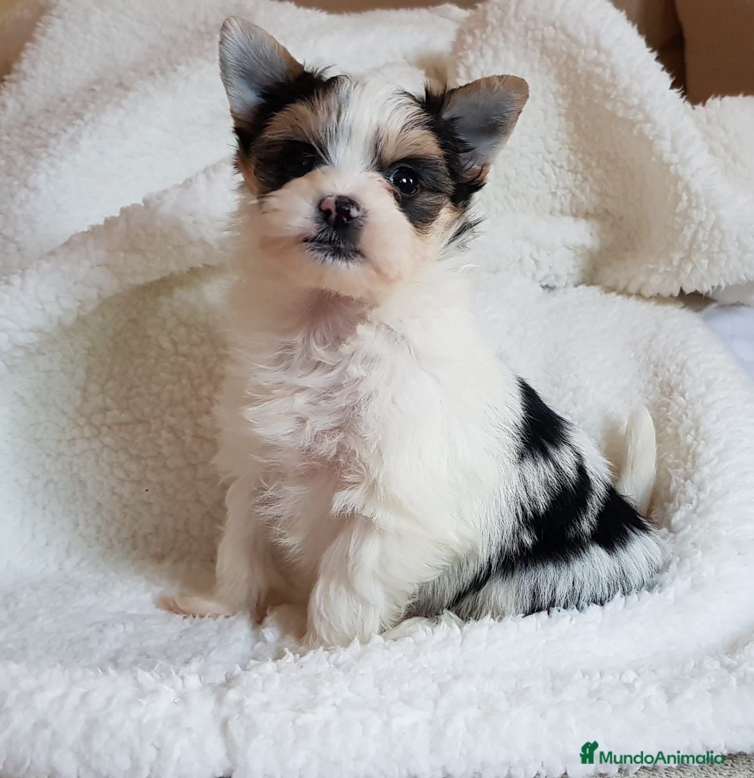 Biewer Yorkshire Terrier a la Pom Pon perros Biewer en Barcelona - Anuncio 2