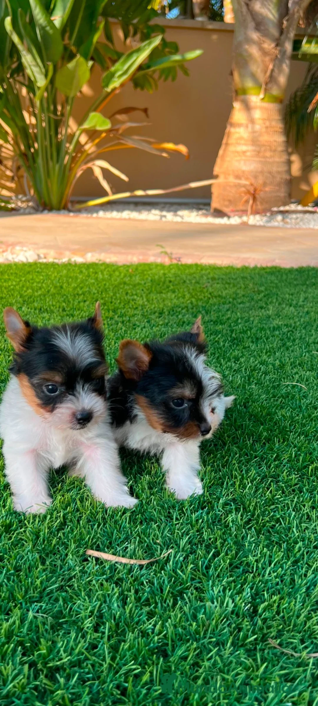 Biewer Yorkshire Terrier a la Pom Pon perros en venta: Yorkshire macho  - Anuncio 2