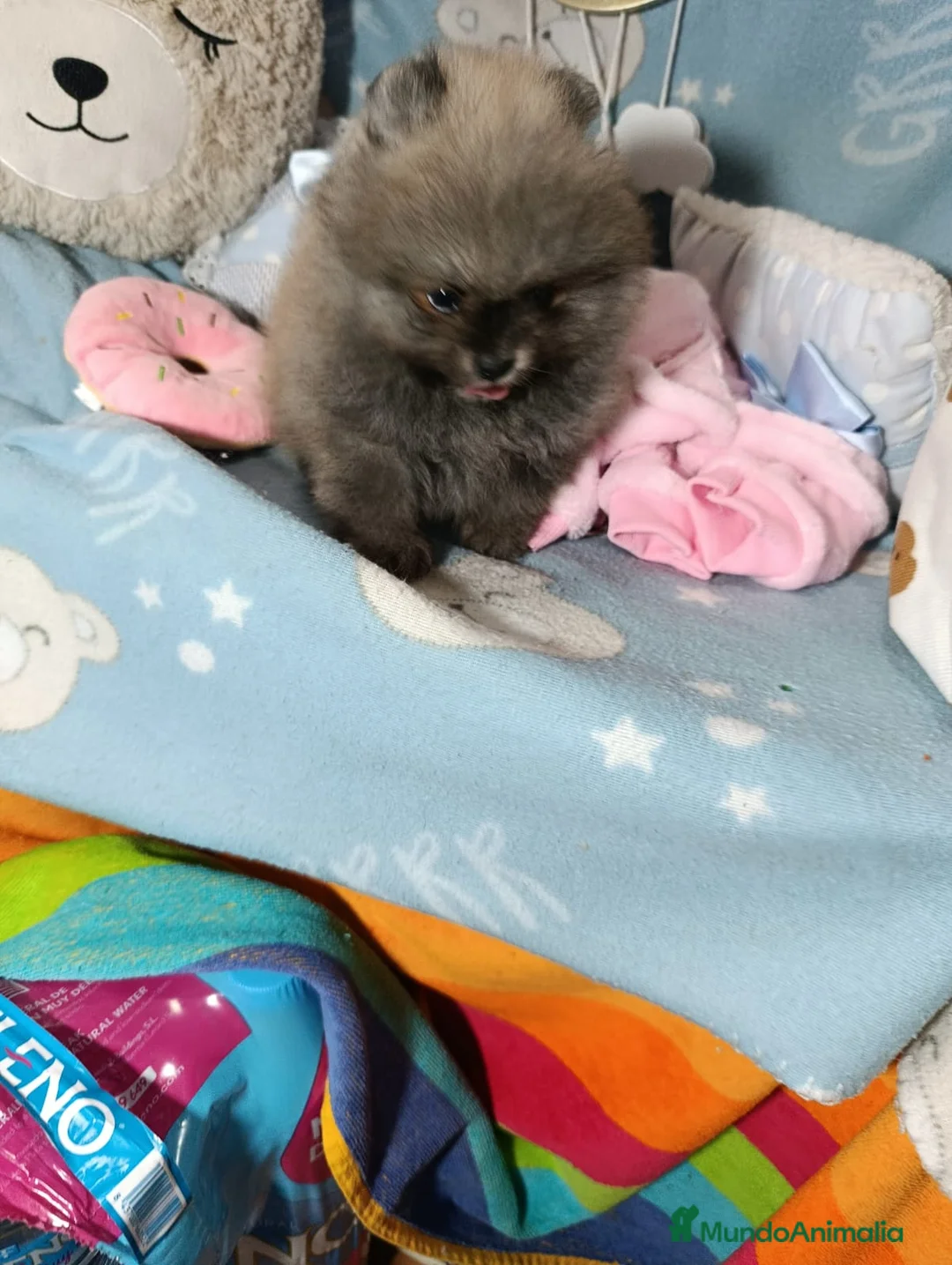 Pomerania perros en venta: Macho naranja ositos - Anuncio 1