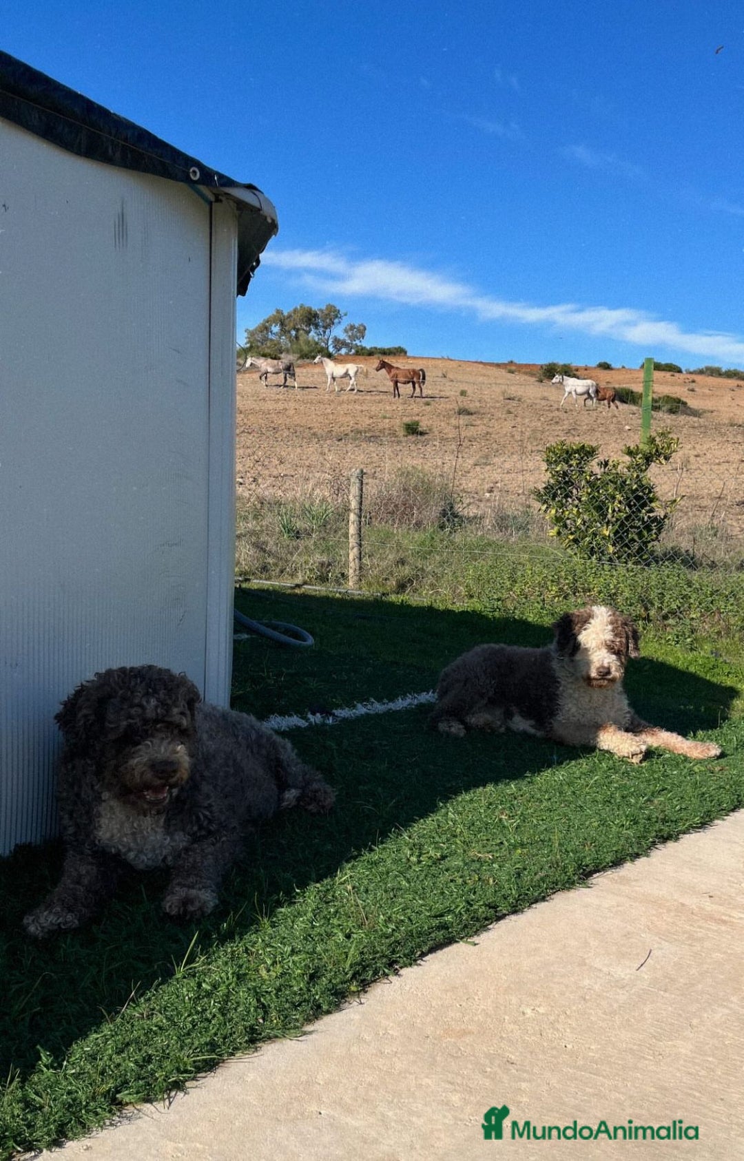 Perro de Agua Español perros en venta: Último machito - Anuncio 2
