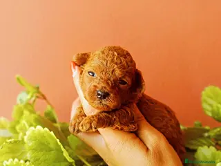 Caniche Toy perros Caniche tacita de té - Anuncio 3