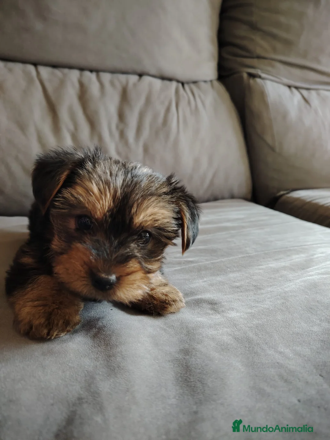 Yorkshire Terrier perros en venta: CACHORRO YORKSHIRE  en Cáceres - Anuncio 2