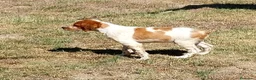Épagneul Breton perros en venta: Epagneul Breton  - Anuncio 7