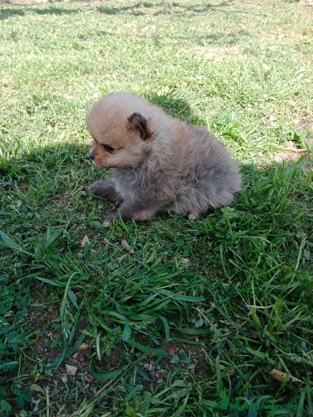 Pomerania perros en venta: Camada de Pomerania Toy  en Granada - Anuncio 5