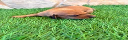 Teckel Miniatura perros en venta: Teckel miniatura rojizo - Anuncio 3